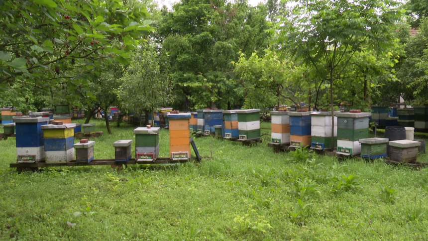 Умјесто да врцају мед, пчелари прехрањују ројеве