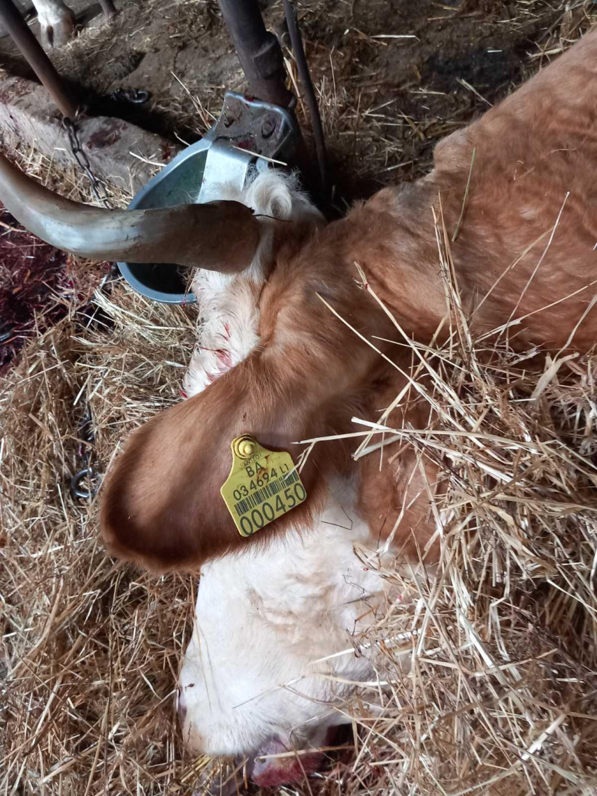 Приједор: Седам крава страдало од струјног удара