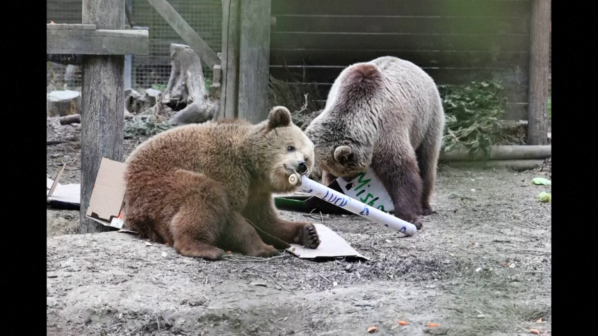 Medvjed napao stado ovaca, ali se njima nije nadao (VIDEO)