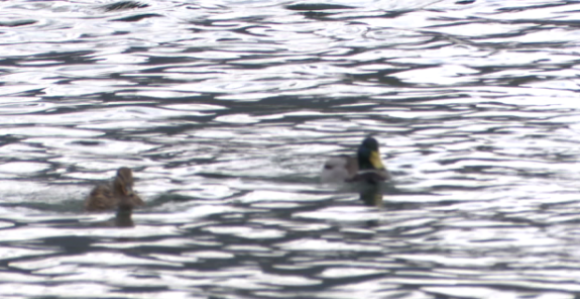 Padavine u Srpskoj nisu prestajale 28 dana u nizu