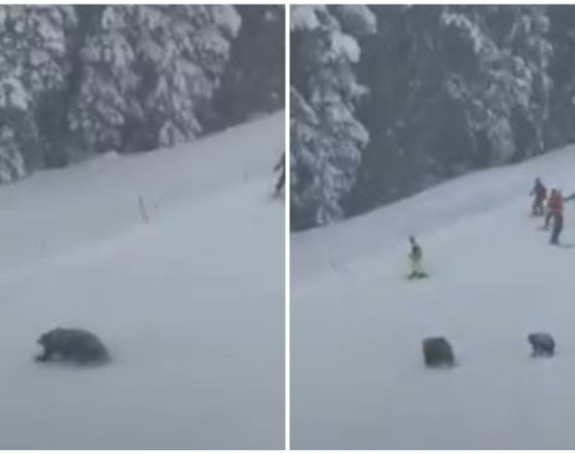 Medvjedi napali skijaše na stazi u Americi (VIDEO)
