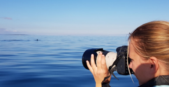 Opasnost? Džinovski morski pas viđen u Jadranu