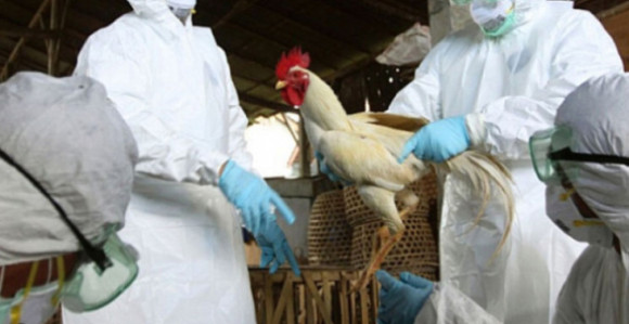 Na farmi u Republici Srpskoj potvrđen ptičiji grip