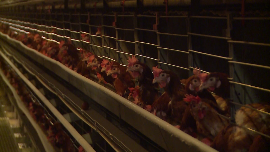 Petrovo: Eutanazirano 62.000 peradi zbog ptičijeg gripa