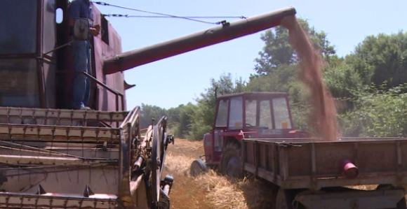 Novi porast cijena hrane zbog skuplje pšenice i biljnih ulja