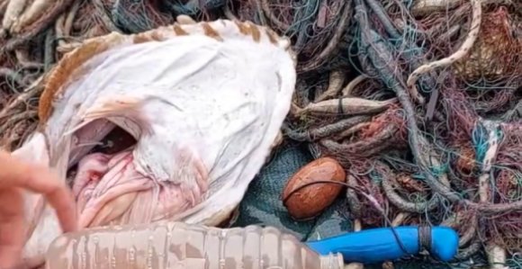 Погледајте шта је рибар извукао из утробе рибе (ВИДЕО)