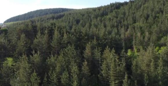 Влада Српске приморана да ради нови Закон о шумама