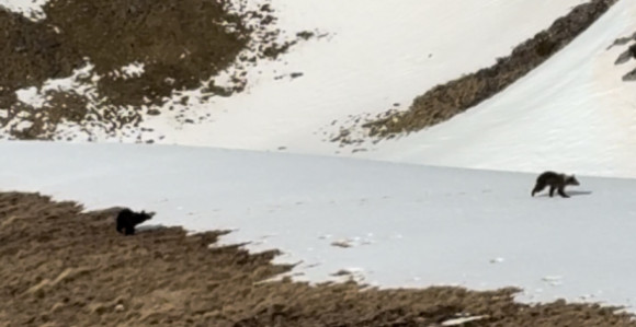 Мали медвједи снимљени на Црвњу код Невесиња