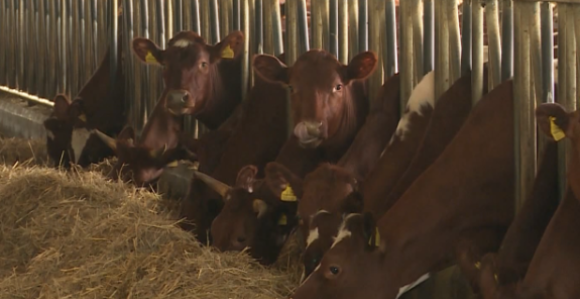 Smanjena otkupna cijena, smanjena i količina otkupa