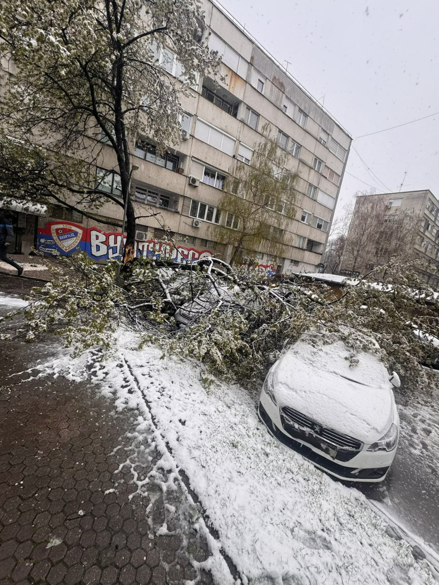 U Banjaluci palo drvo na parkirane automobile (FOTO)