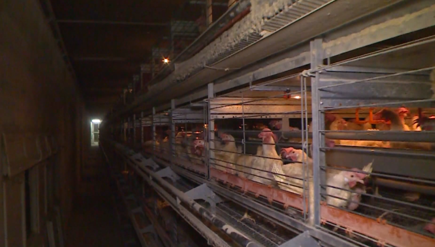 Zabrana izvoza pilećeg mesa, izvoz jaja bilježi rast