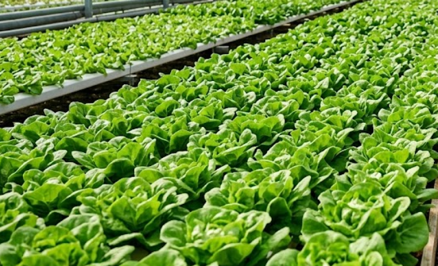 Revolucija u Kini: Na samo 100 kvadrata raste 50 tona salate