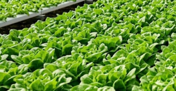 Револуција у Кини: На само 100 квадрата расте 50 тона салате