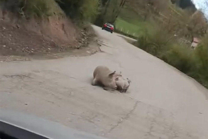 На путу Фоча - Шћепан Поље опрасила се крмача