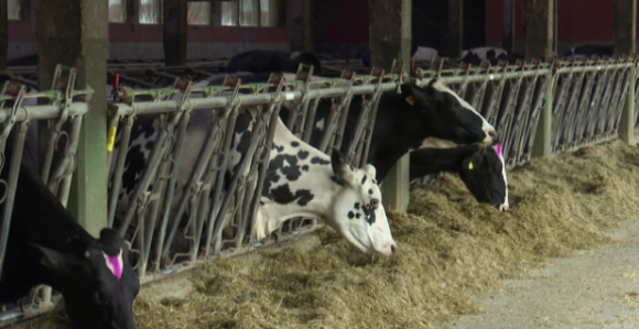 Mljekari u Srpskoj na mukama: Sve teže prodaju mlijeko