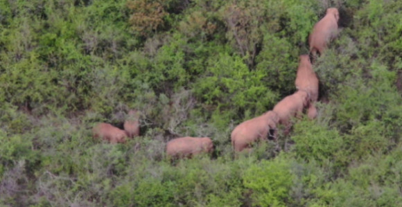 Američkog milionera pregazilo krdo slonova u Gabonu