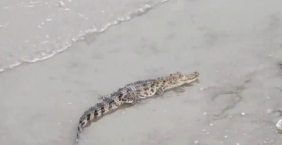 Krokodil ušetao u hotel i tražio hranu, pogledajte video