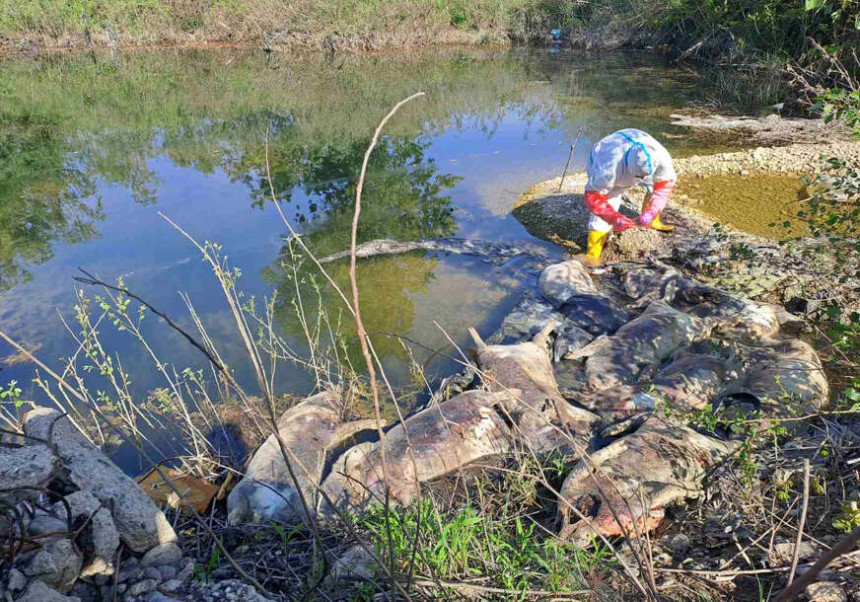 На обали Дрине пронађено 10 угинулих свиња