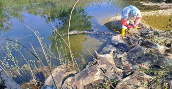 Na obali Drine pronađeno 10 uginulih svinja