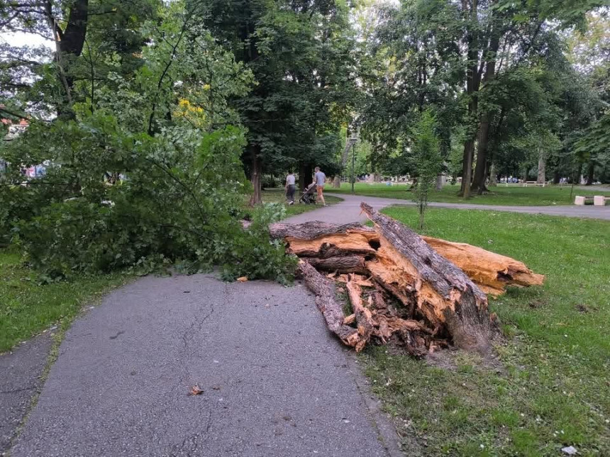 Palo drvo u gradskom parku u Bijeljini, pogledajte fotografiju