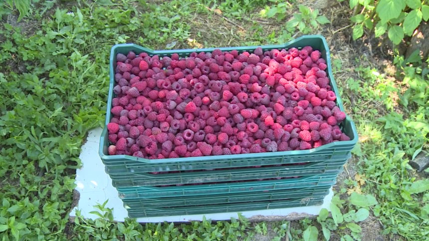 Malina dobro rodila, ali je cijena otkupa neizvjesna