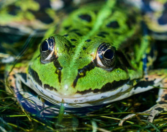 Ugroženim životinjama stiže mnogo vrijedna pomoć