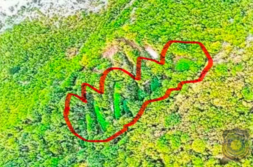 Otkrivene velike plantaže kanabisa u Hercegovini (FOTO)