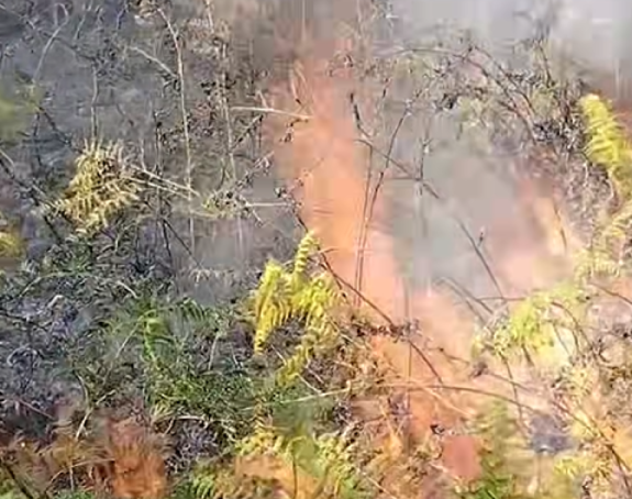 Požar u Osojnici na Ozrenu, gori 200 duluma šume (VIDEO)