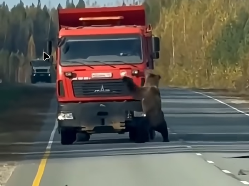 Медо изашао на пут и играо се с теретњаком (ВИДЕО)