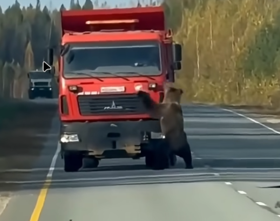 Медо изашао на пут и играо се с теретњаком (ВИДЕО)