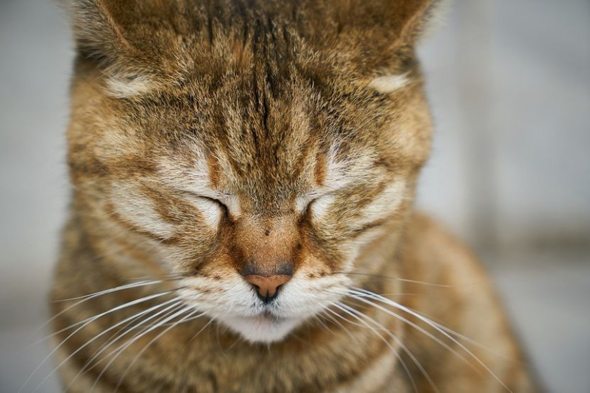 Власник заразио мачку корона вирусом, животиња има проблеме са дисањем!