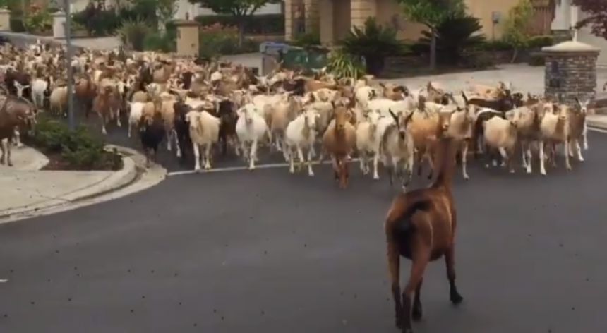 One ne poštuju fizičku distancu: Stampedo koza u Kaliforniji!
