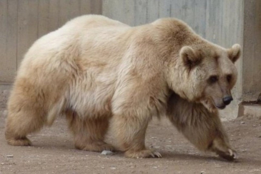 Ovakvog medu još niste videli - beli grizli snimljen u Kanadi! (VIDEO)