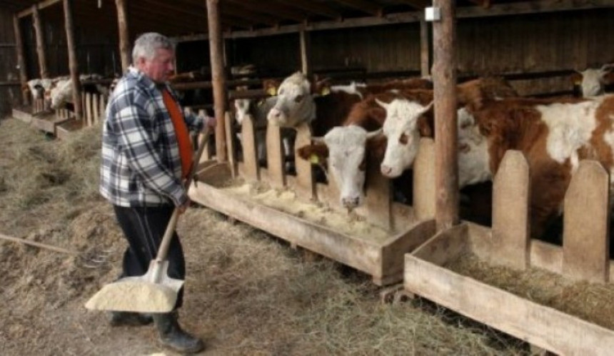 Сточари на мукама, блокиран извоз меса за Турску