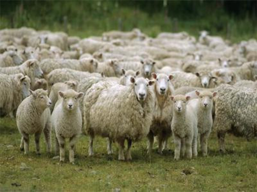 Hrvatska: Stado od 20 ovaca stradalo u udaru groma