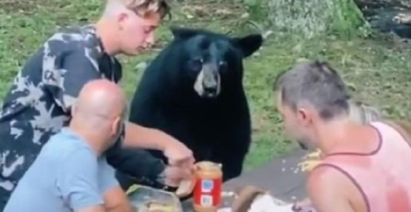 Kad vam se na pikniku pridruži medo! (VIDEO)