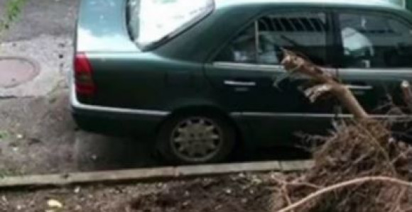 Oluja u Podgorici: Počupana stabla, uništena vozila