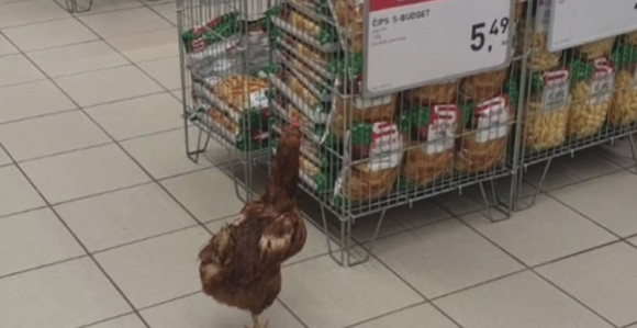 Kokoš ušetala u prodavnicu i napravila haos