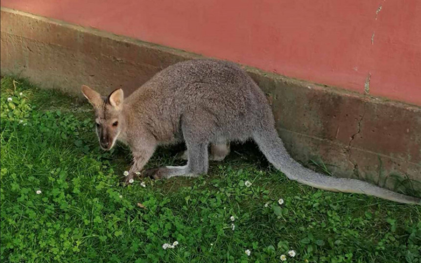 Još nije pronađen kengur koji je pobjegao u Bijeljini
