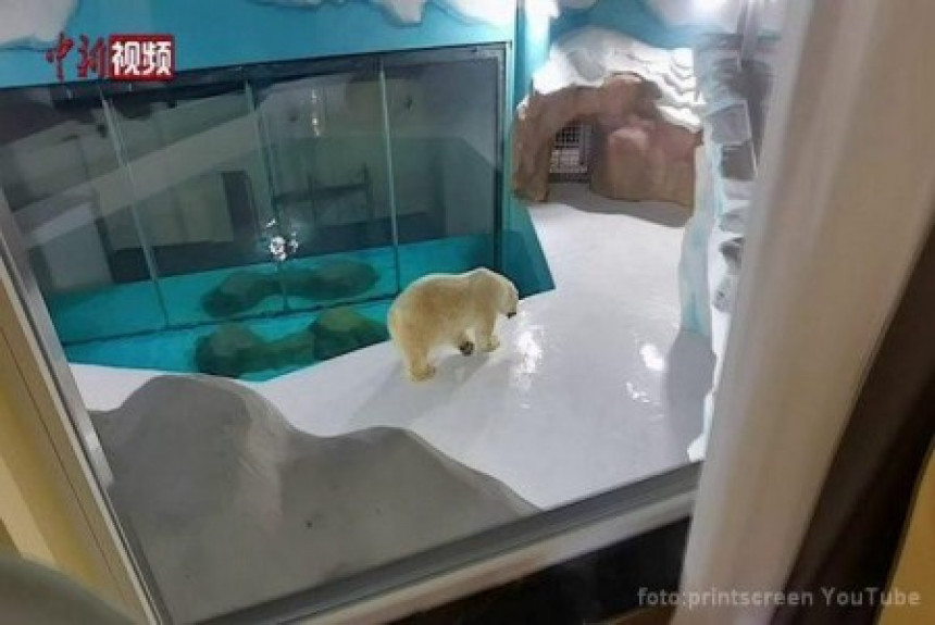У Кини отворен хотел с погледом на поларног медведа! (ВИДЕО)