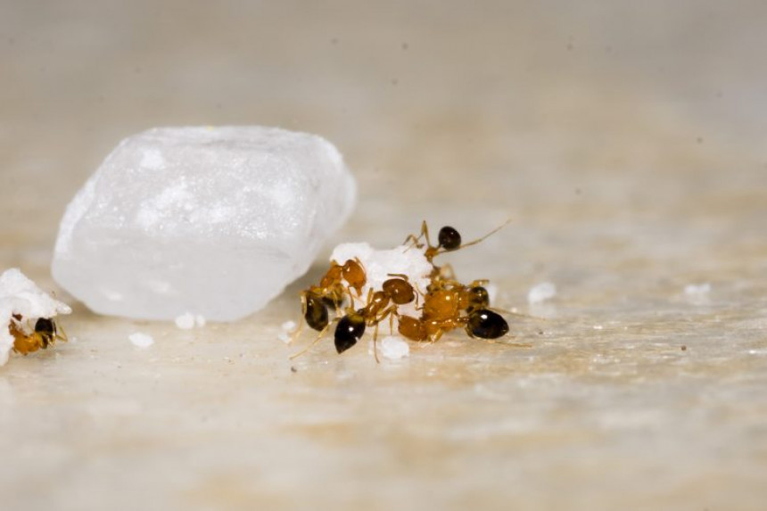 Како се ријешити мрава? Доносимо неколико природних трикова