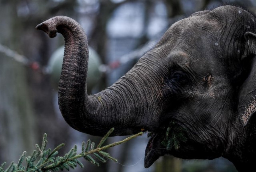 Divlji slon u naletu ubio 14 ljudi u Indiji