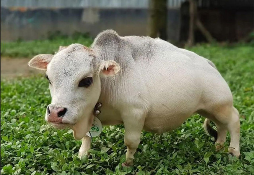 Крава Рани из Индије је најнижа и најмања крава на свету?!