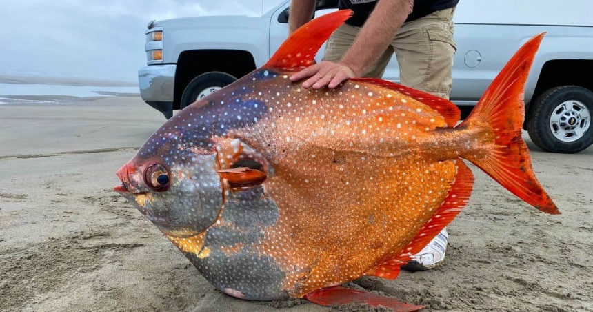 Na obali pronađena retka velika šarena riba Opah!