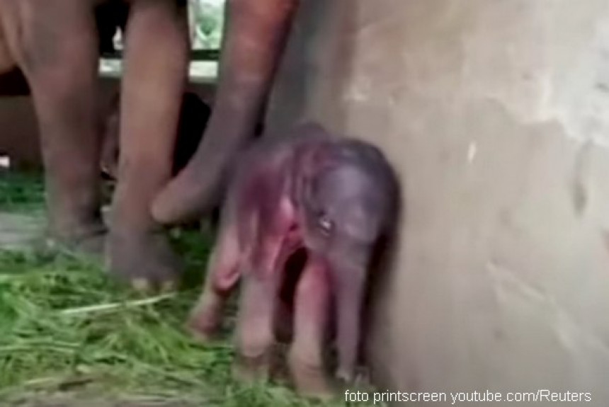 Први пут после 80 година рођени слонови близанци на Шри Ланци! (ВИДЕО)