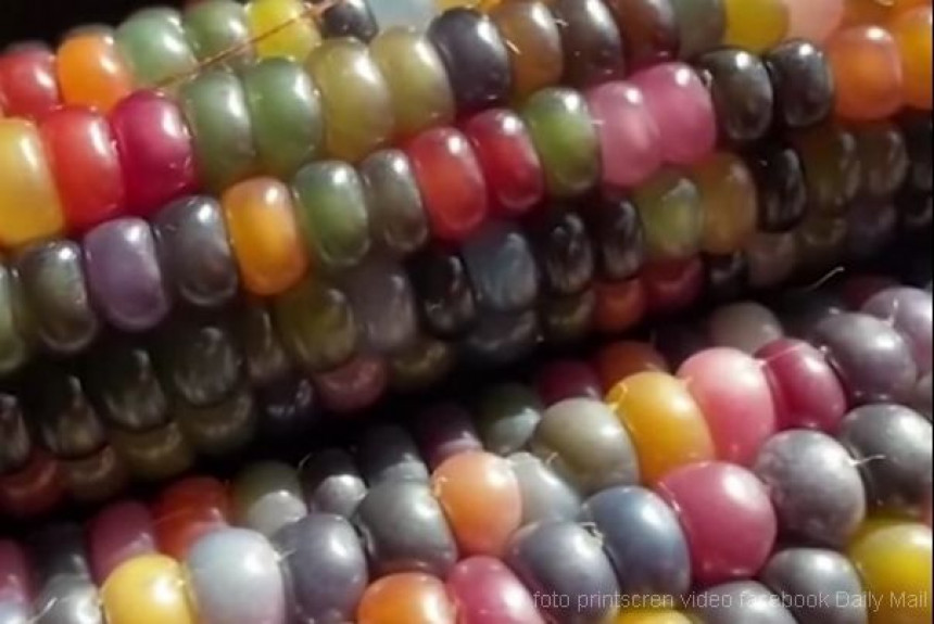Да ли сте некад видели овај необични кукуруз са шареним зрнима?!