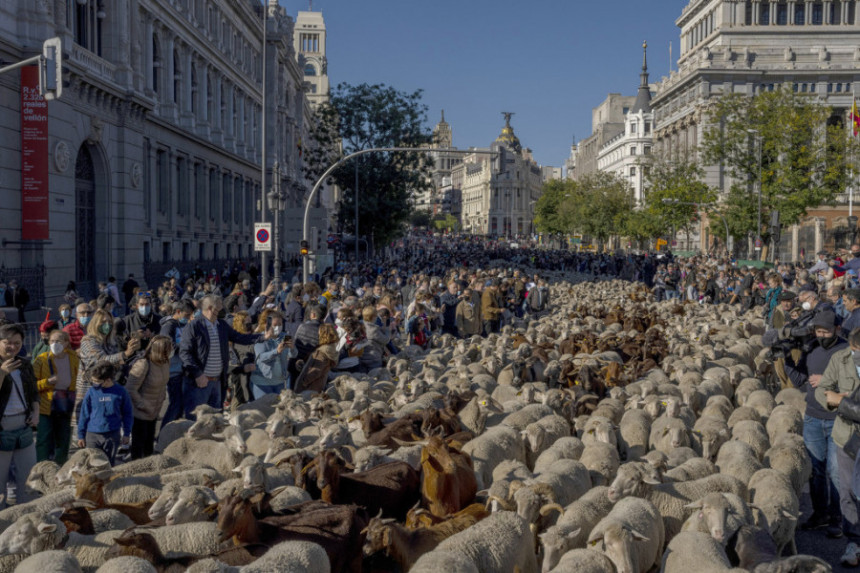 Овце и козе прошетале улицама Мадрида! (ВИДЕО)
