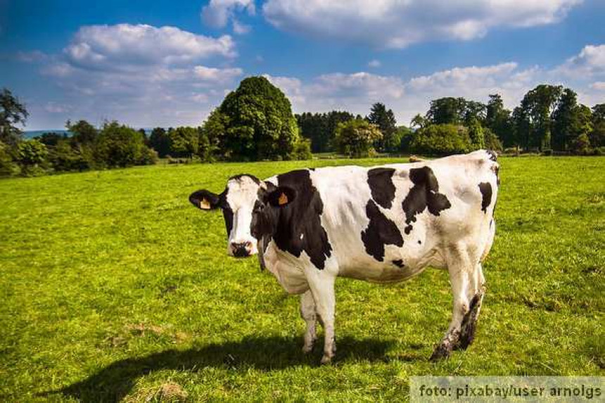 Turski farmer koristi virtuelnu stvarnost na kravama za veći prinos mleka! (VIDEO)