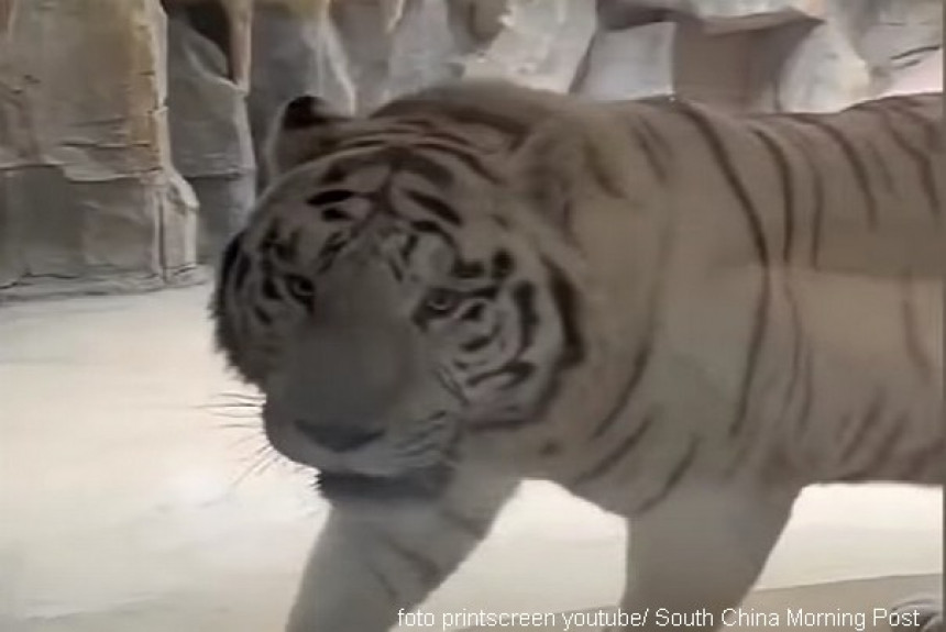 Kineski hotel nudi gostima “tigrovu sobu” pogled na tigrove!