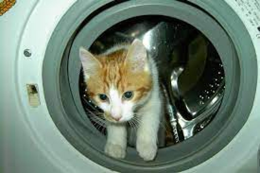 Украјински мачак преживео „прање“ у веш машини